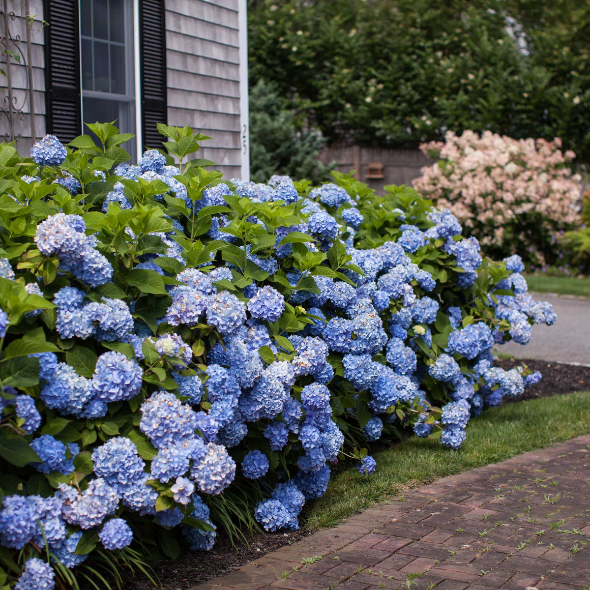 Bigleaf hydrangea with large rounded blue mophead flowers (view 4)