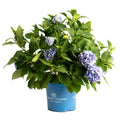 Bigleaf hydrangea with large rounded blue mophead flowers (view 5)
