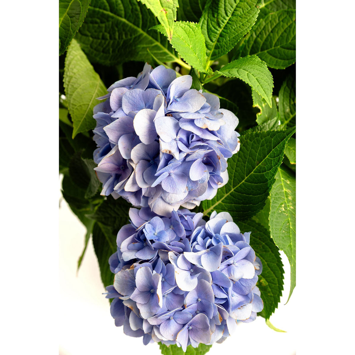 Bigleaf hydrangea with large rounded blue mophead flowers (view 6)