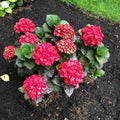 Compact hydrangea with rounded cherry-red mophead flowers