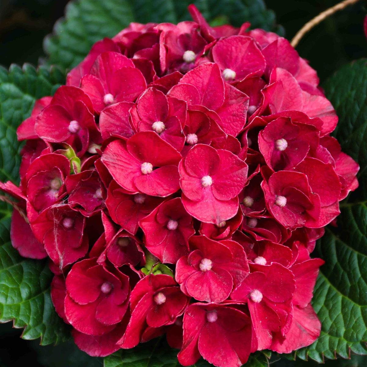 Compact hydrangea with rounded cherry-red mophead flowers (view 2)
