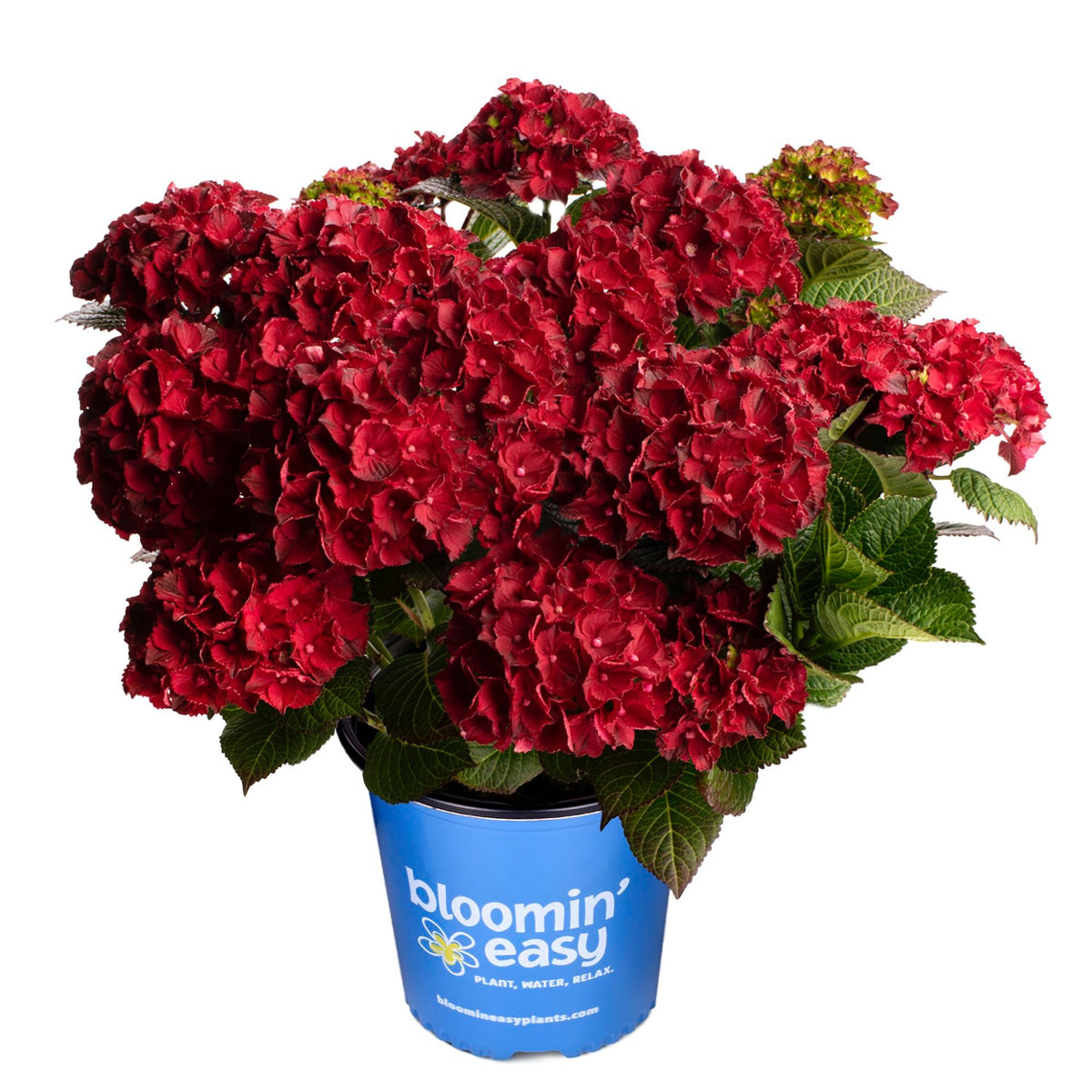 Compact hydrangea with rounded cherry-red mophead flowers (view 3)