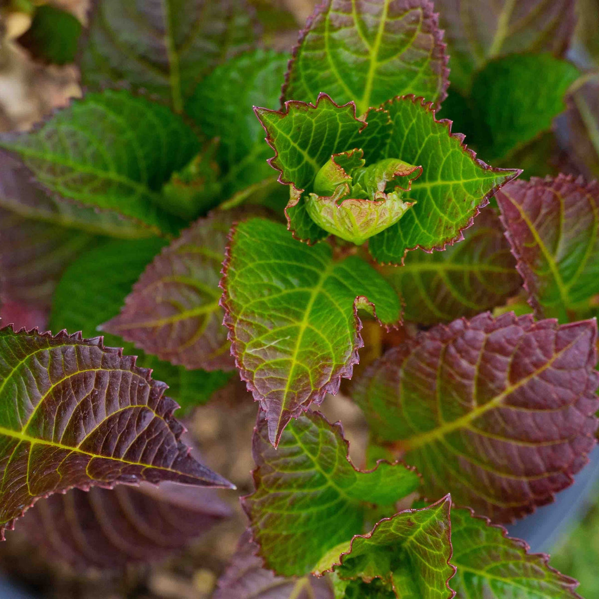Compact hydrangea with rounded cherry-red mophead flowers (view 4)