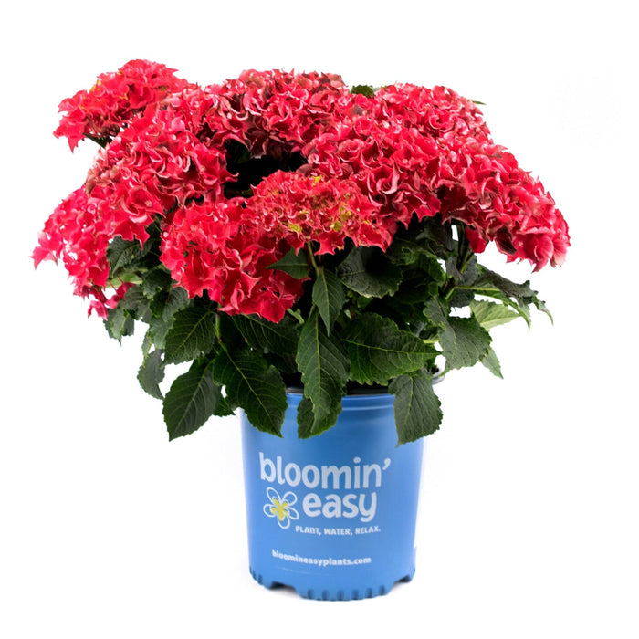 Bigleaf Hydrangea 'Frill Ride'