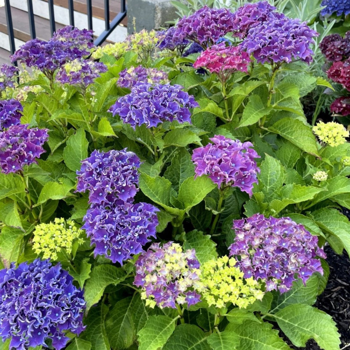Hydrangea with ruffled double mophead flowers (view 3)