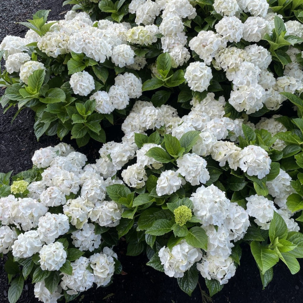 Compact hydrangea with rounded mophead flowers