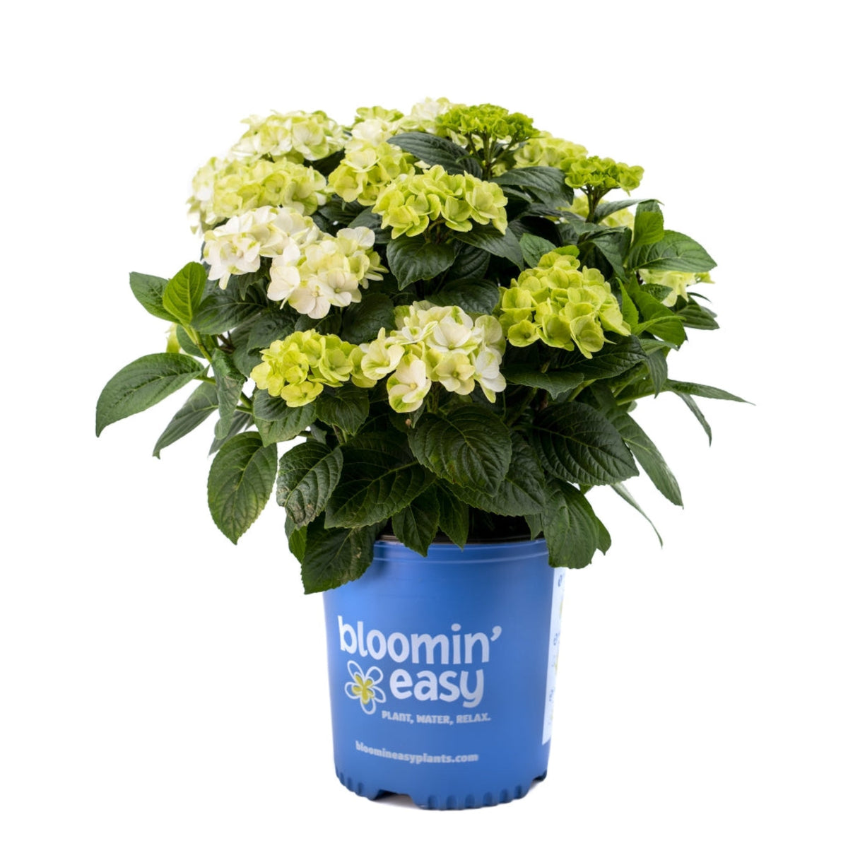 Compact hydrangea with rounded mophead flowers (view 4)