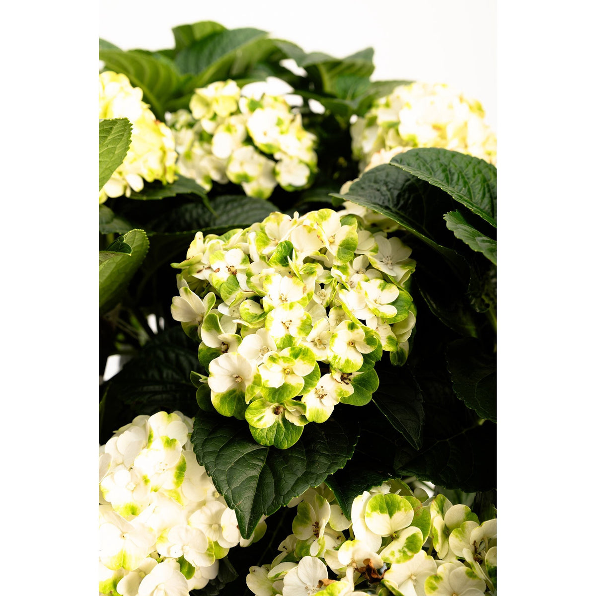 Compact hydrangea with rounded mophead flowers (view 6)