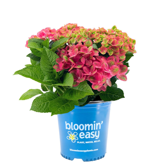 Bigleaf Hydrangea 'Tilt-A-Swirl'