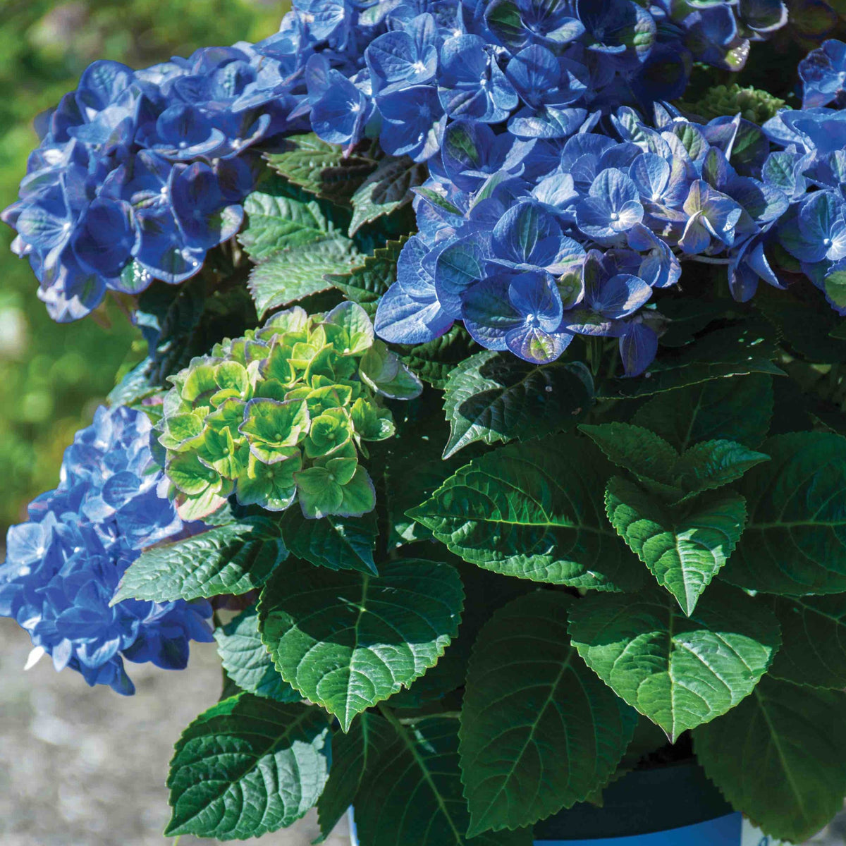 Bigleaf hydrangea with mophead flowers of swirled semi-double florets (view 2)