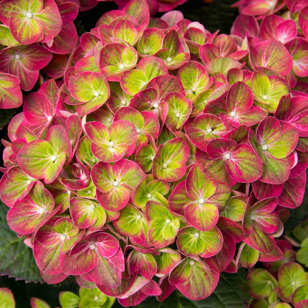 Bigleaf hydrangea with mophead flowers of swirled semi-double florets (view 3)