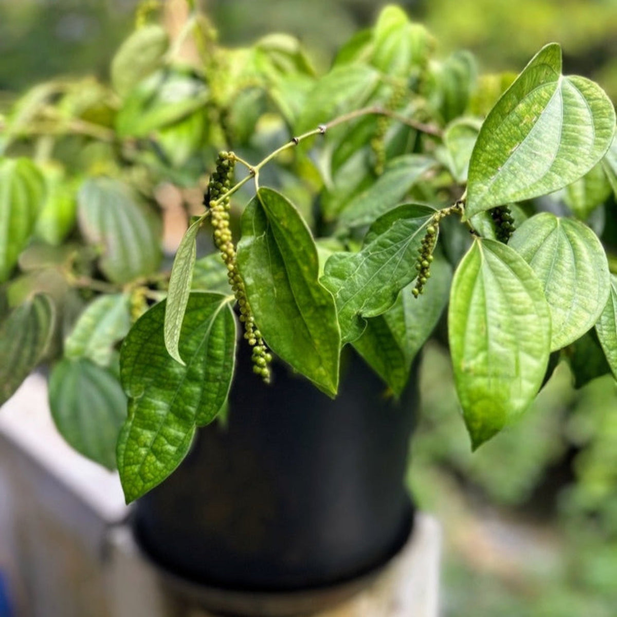 Black pepper vine with glossy heart-shaped leaves (view 2)