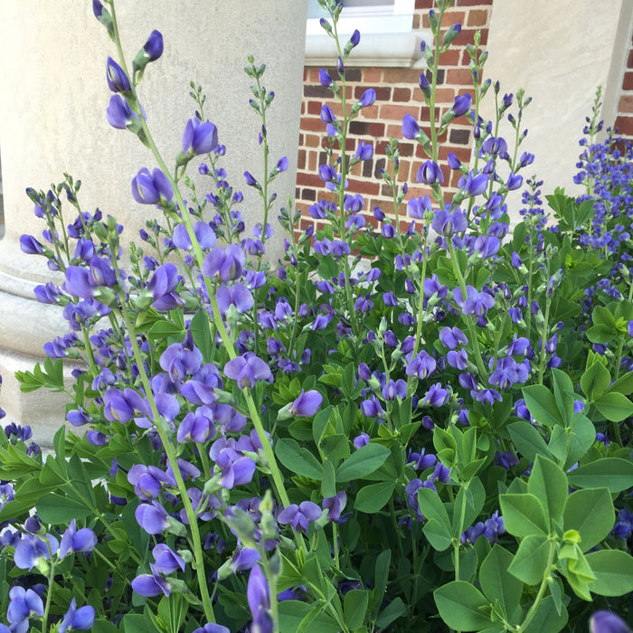 Blue False Indigo, Gallon