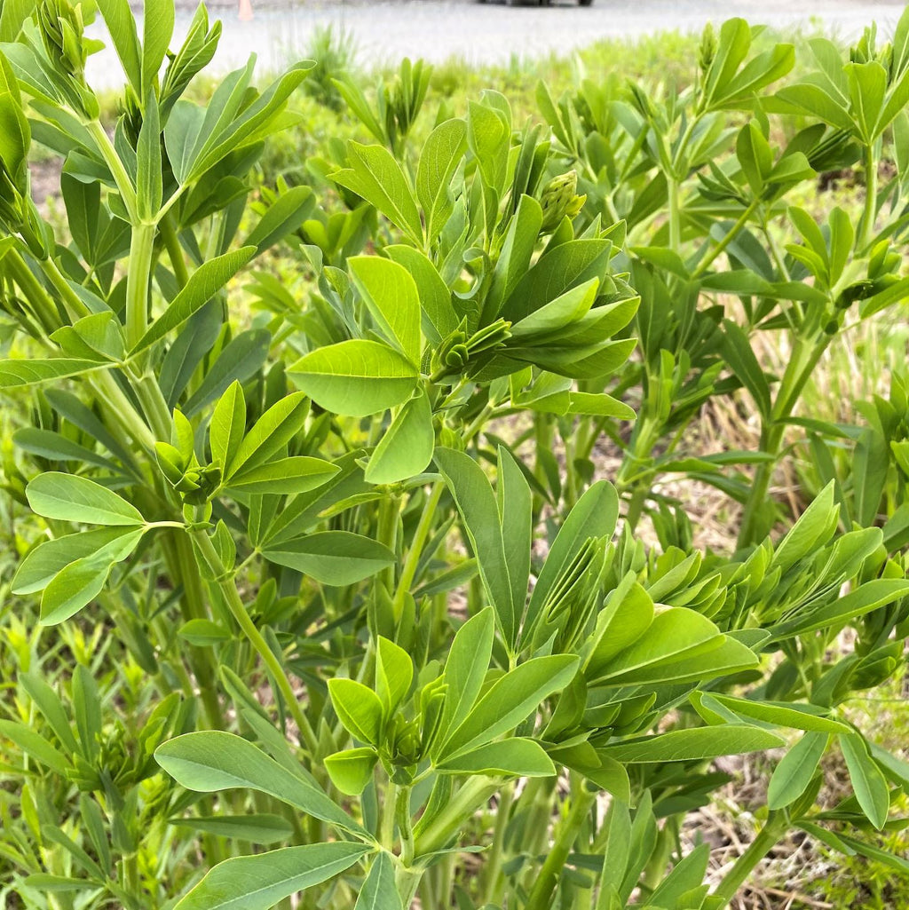 Blue false indigo with upright spikes of indigo-blue pea flowers over blue-green leaves (view 2)