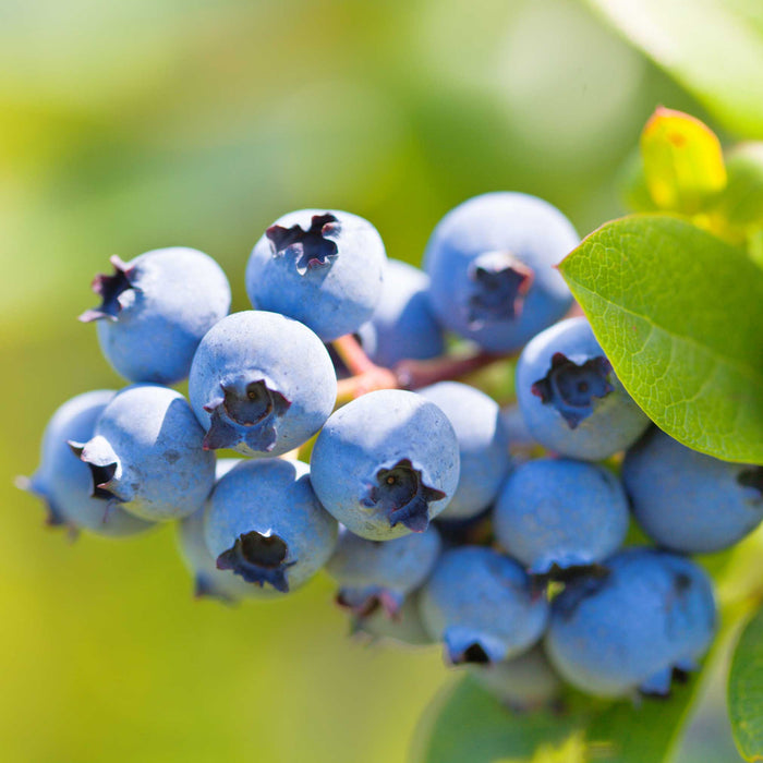 Blueberry 'Duke'
