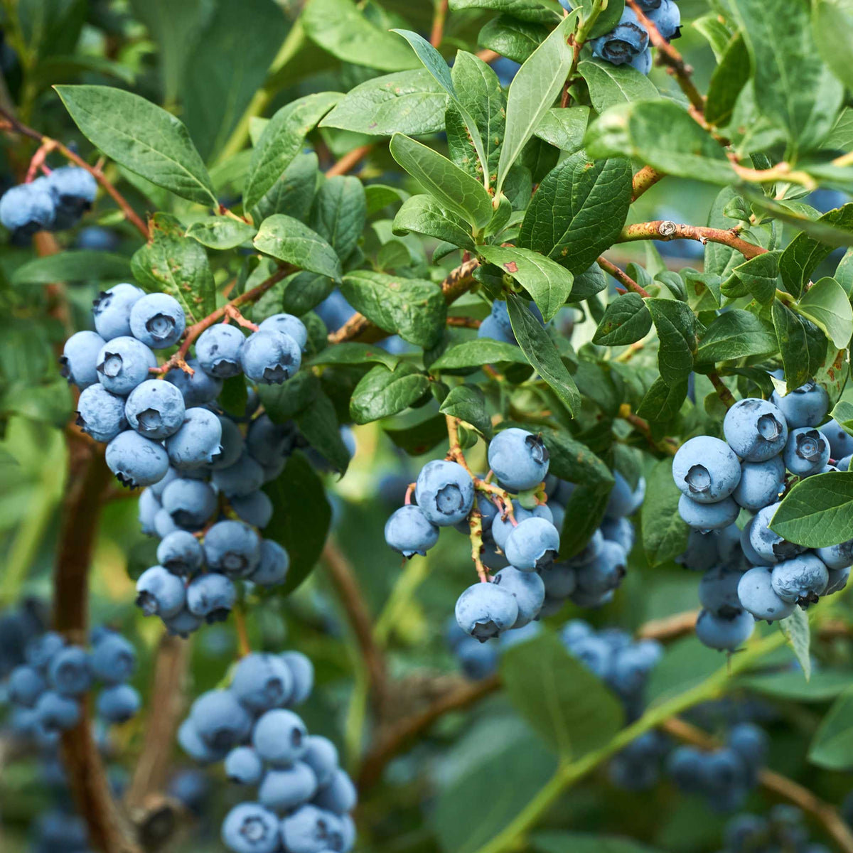 Blueberry bush with clusters of ripe blue berries (view 2)
