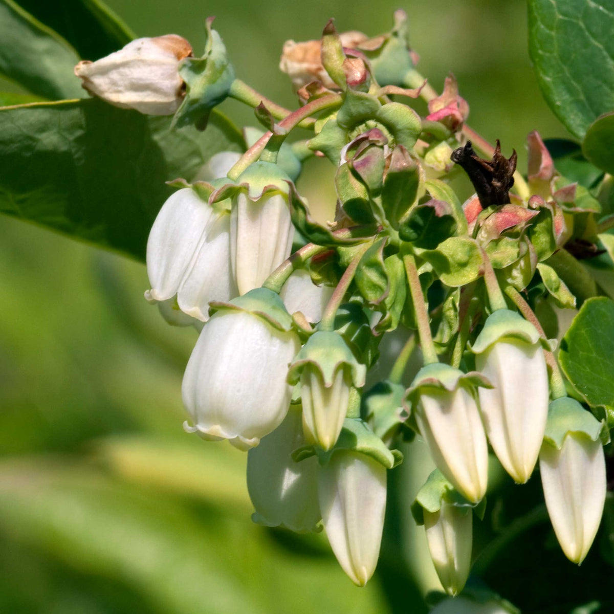 Blueberry bush with clusters of ripe blue berries (view 3)