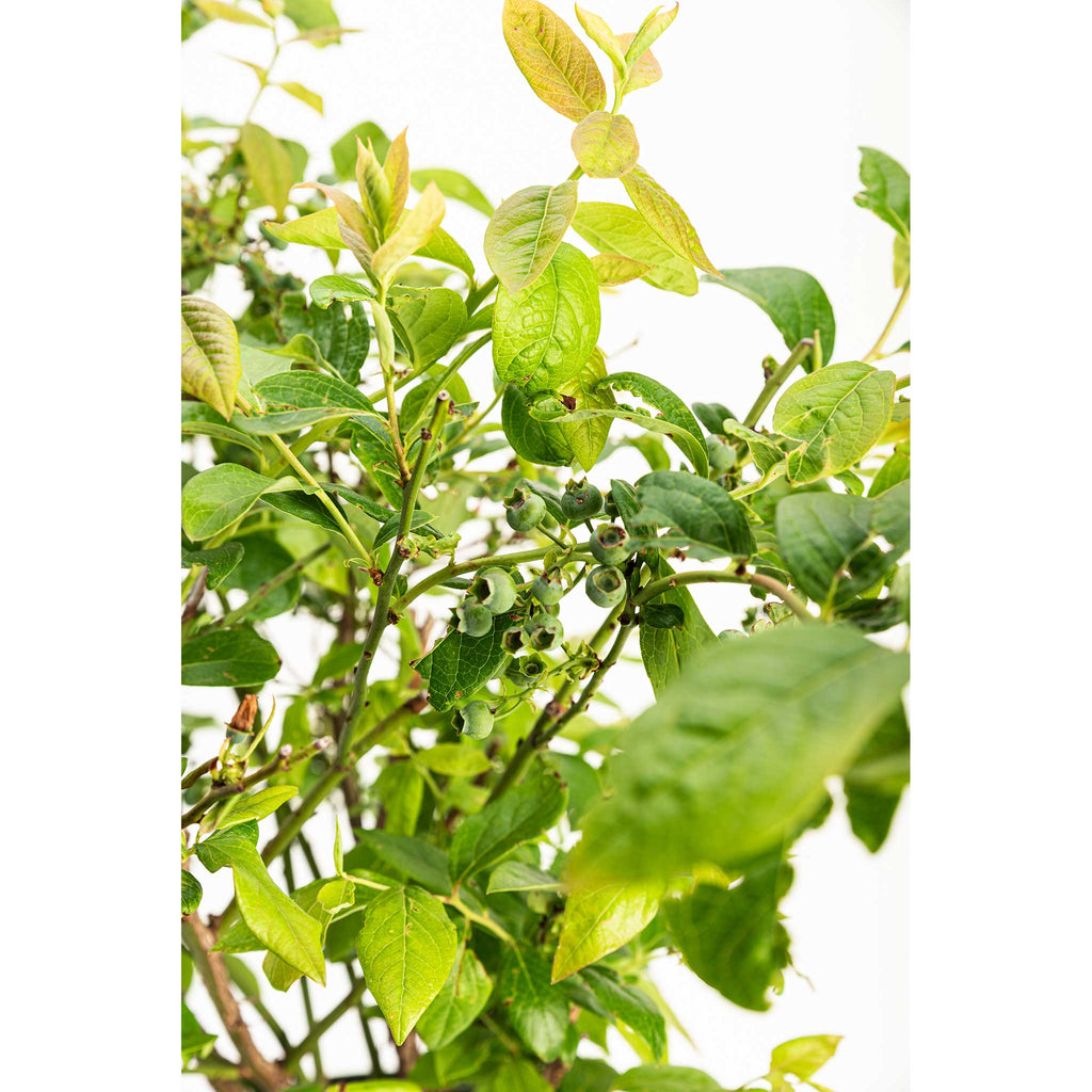 Blueberry bush with clusters of ripe blue berries (view 5)