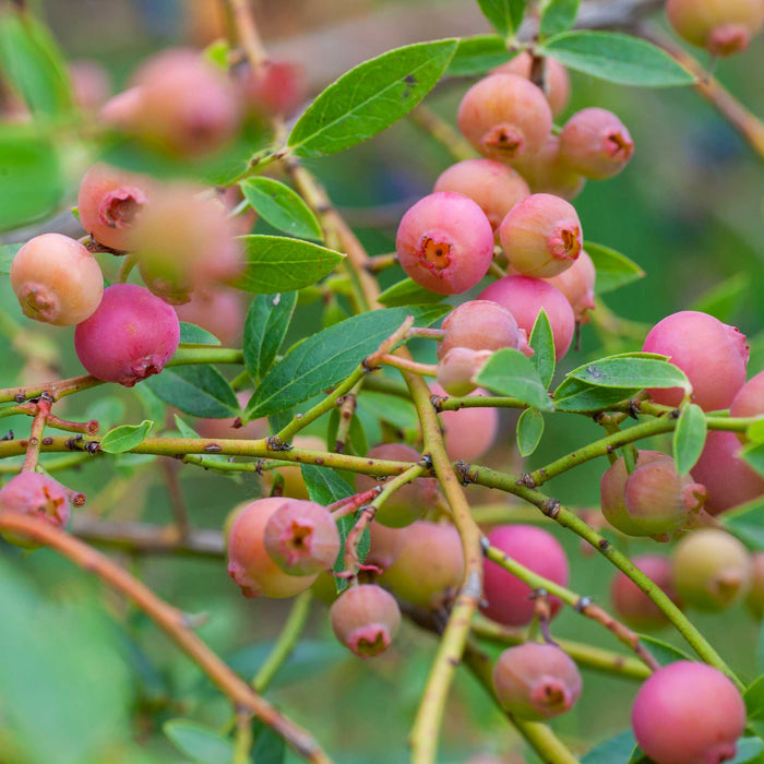 Blueberry 'Pink Lemonade'