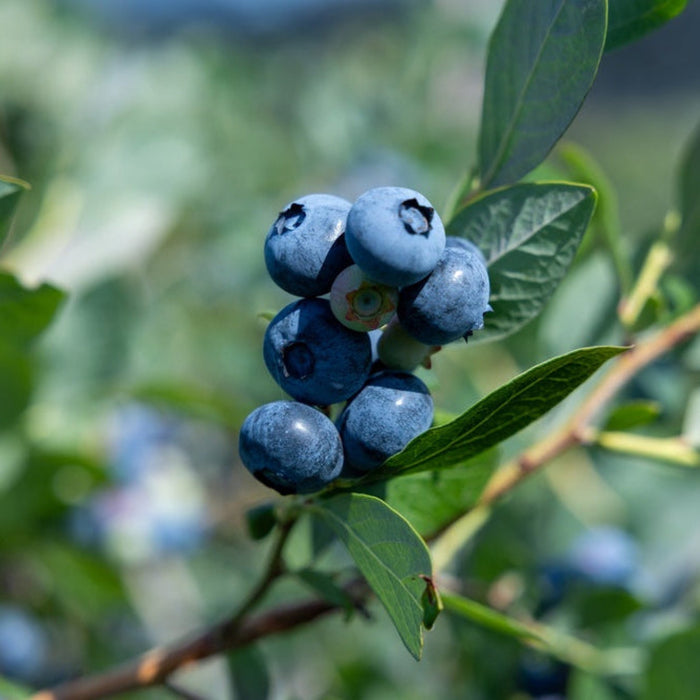 Blueberry 'Sunshine Blue'