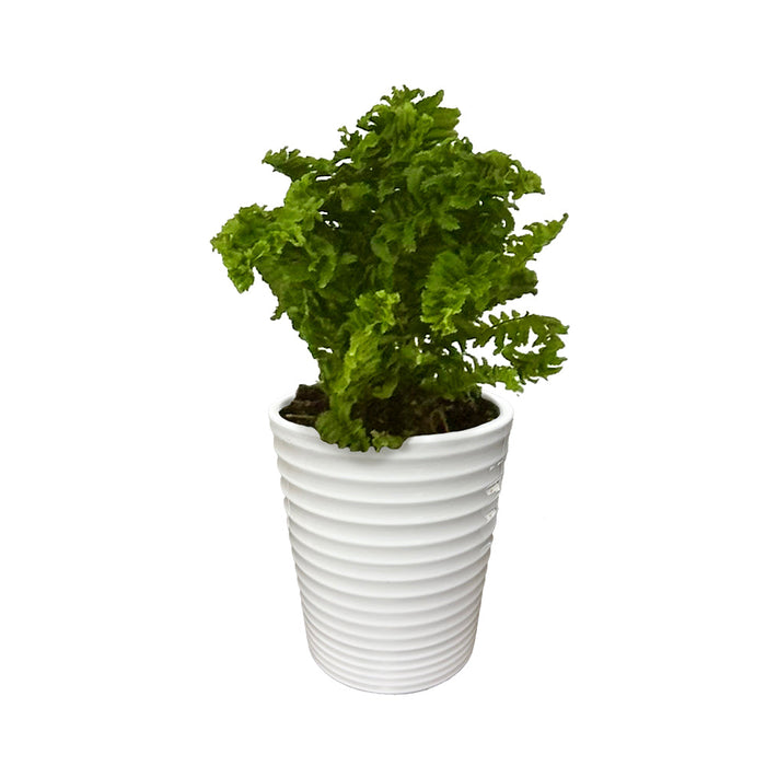 Boston Fern 'Twirly Whirly'