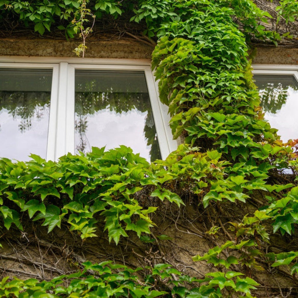 Wall covered in overlapping glossy green Boston ivy leaves