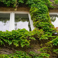 Wall covered in overlapping glossy green Boston ivy leaves