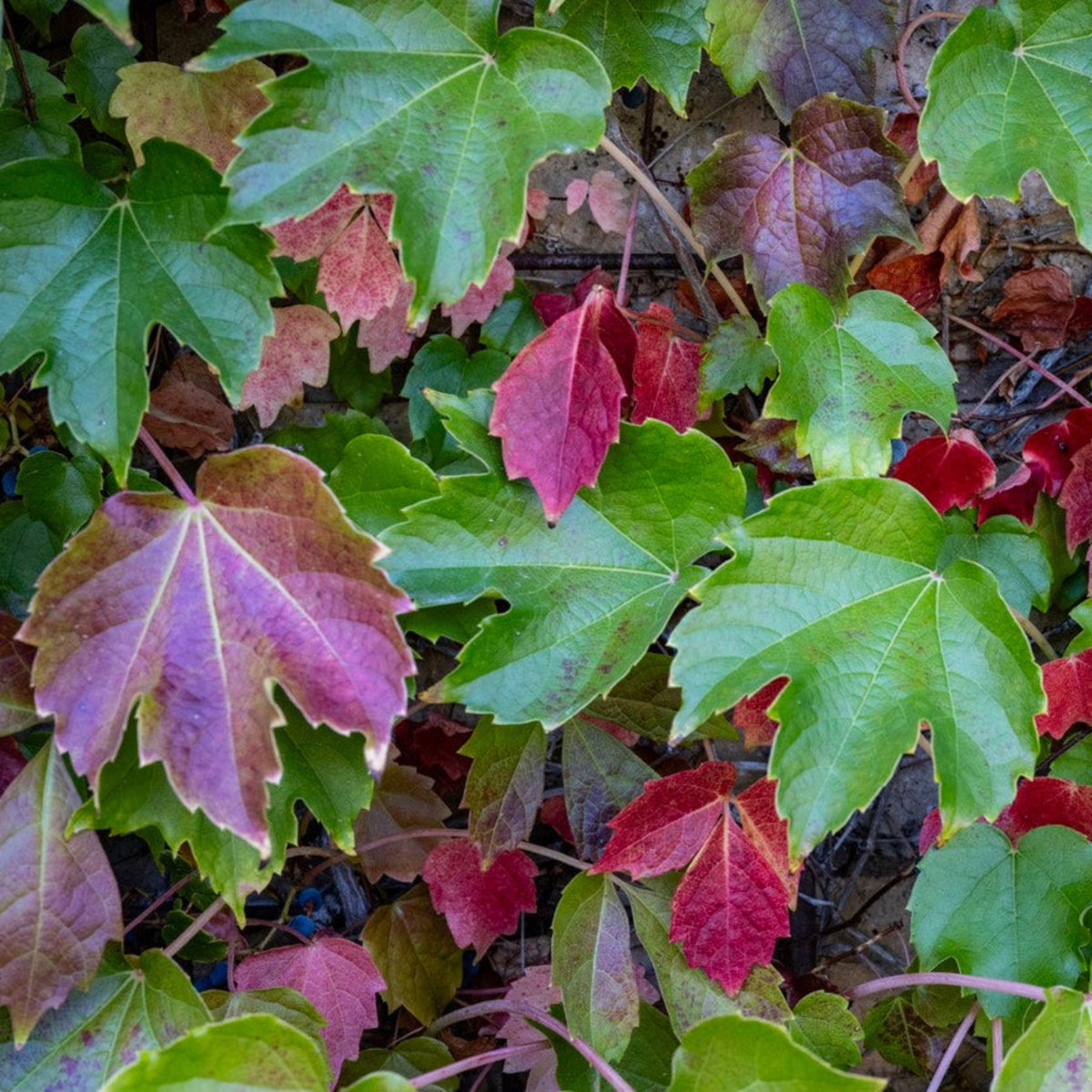 Wall covered in overlapping glossy green Boston ivy leaves (view 2)