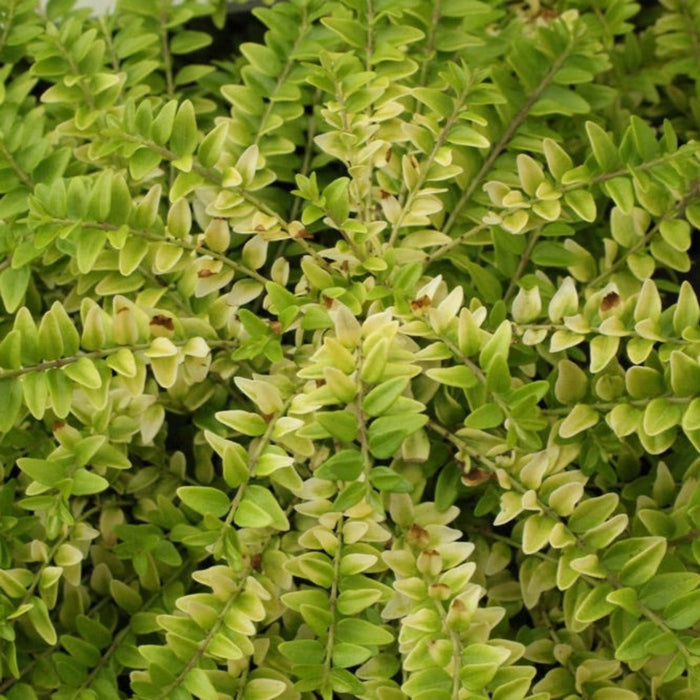 Box Honeysuckle 'Thunderbolt'
