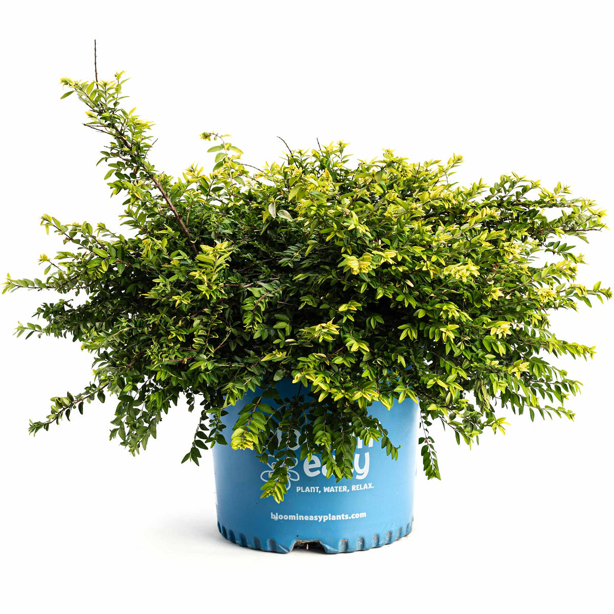 Mounded shrub with tiny glossy golden-yellow leaves (view 4)