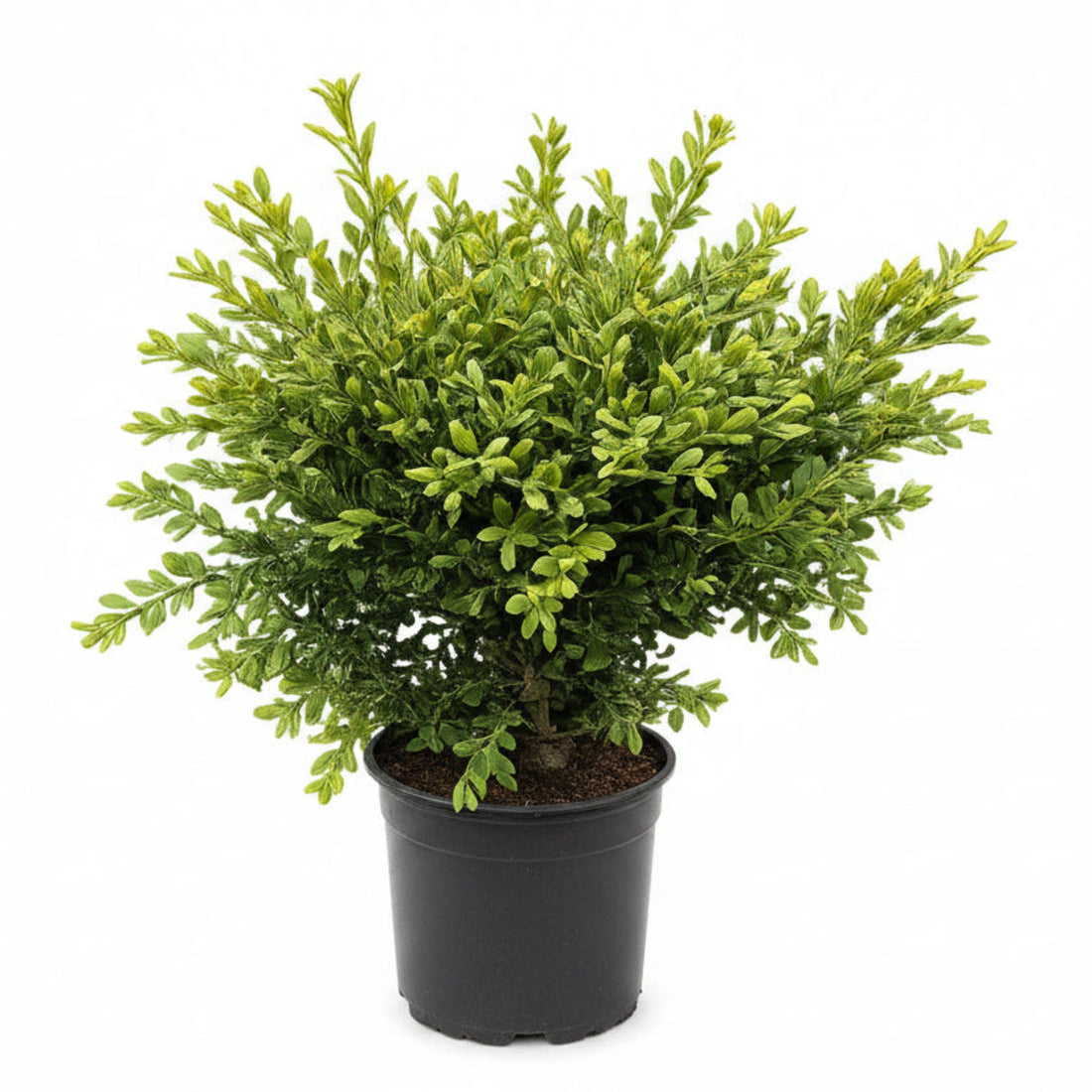 Boxwood