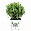 Dense rounded boxwood with small glossy green leaves
