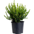 Rounded boxwood with small glossy green leaves (view 3)