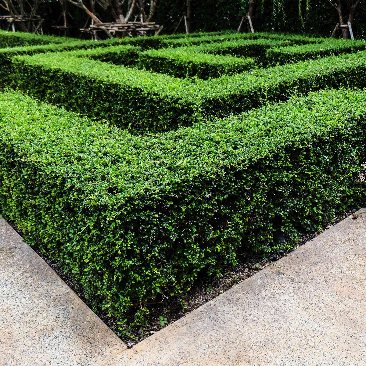 Low rounded Korean boxwood with small bright green leaves
