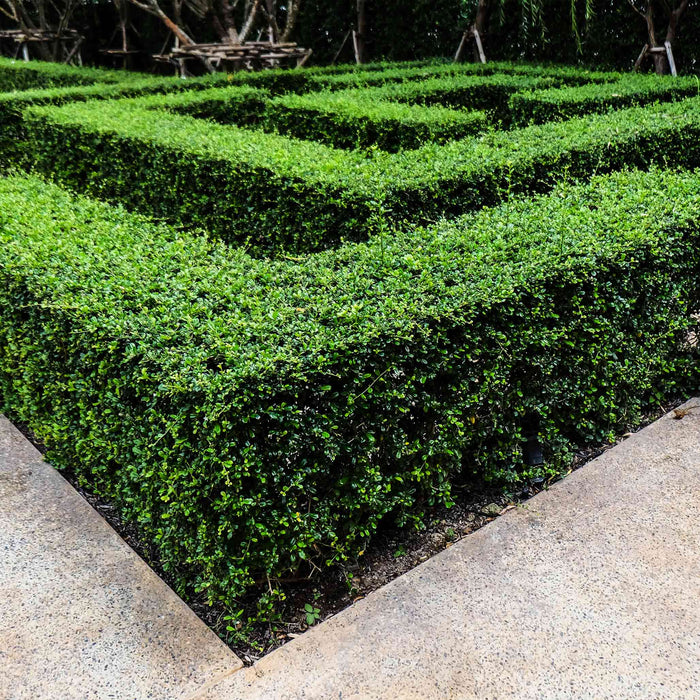 Boxwood 'Wintergreen'