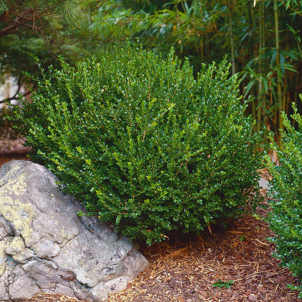 Low rounded Korean boxwood with small bright green leaves (view 2)