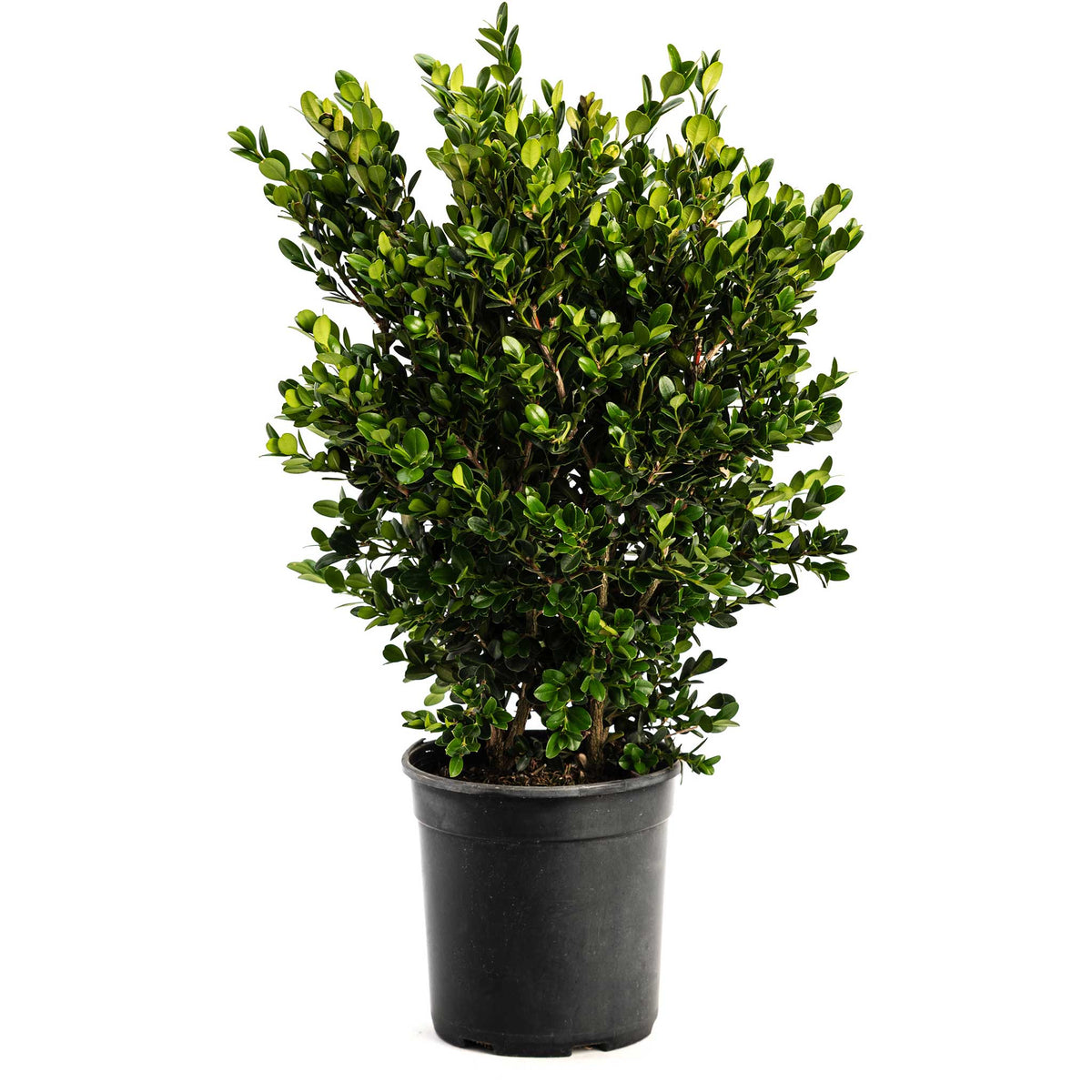 Low rounded Korean boxwood with small bright green leaves (view 3)