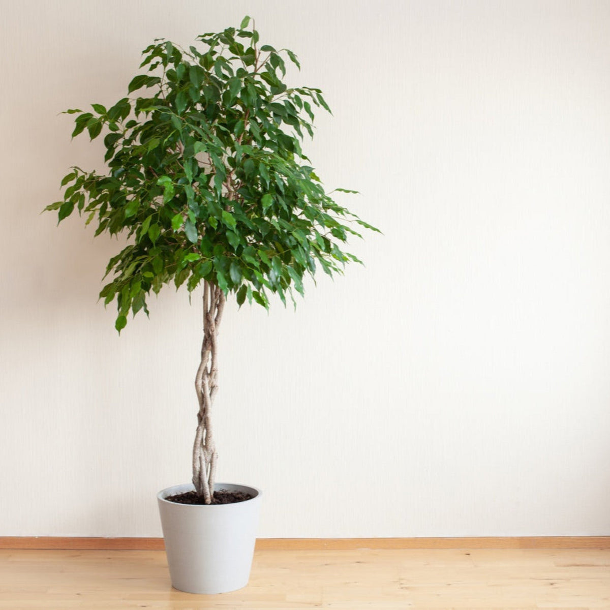 Weeping fig tree with small glossy green leaves and a braided trunk