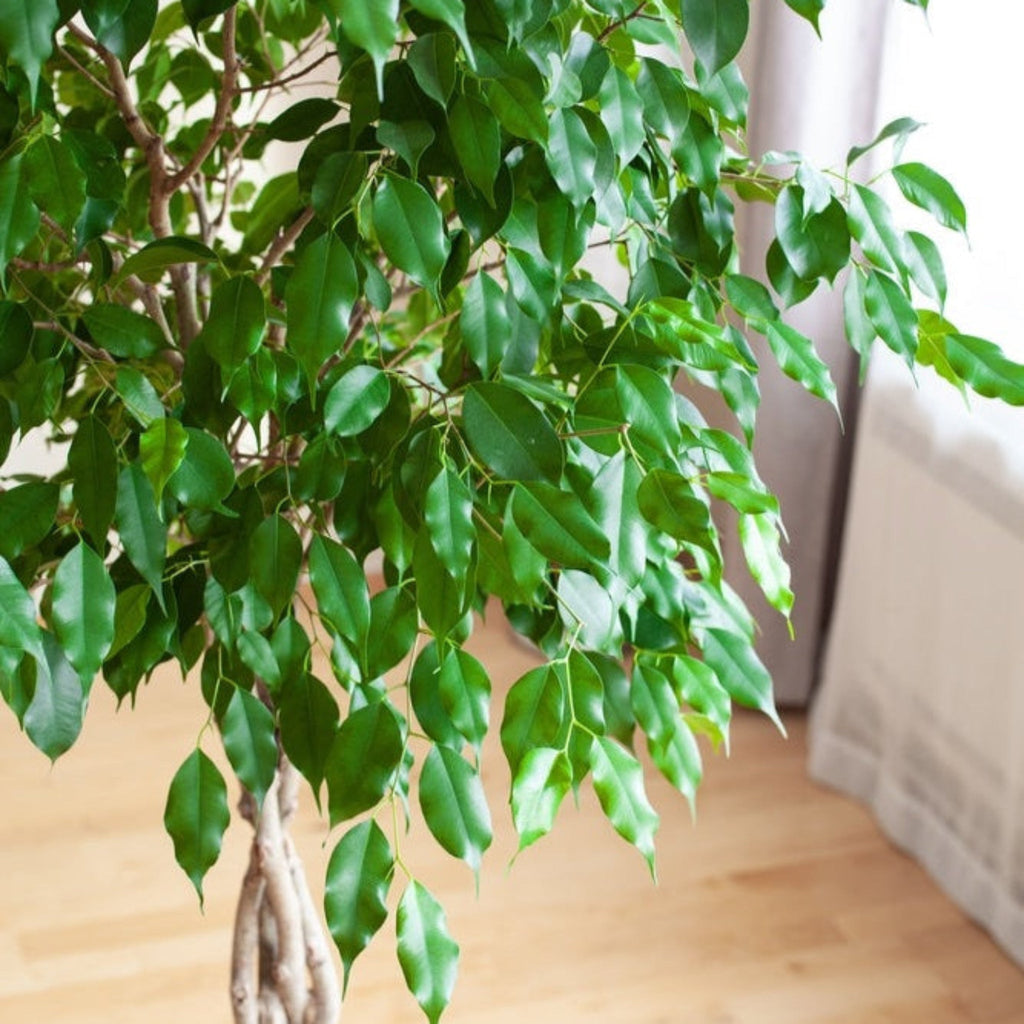 Weeping fig tree with small glossy green leaves and a braided trunk (view 2)