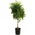Weeping fig tree with small glossy green leaves and a braided trunk (view 3)