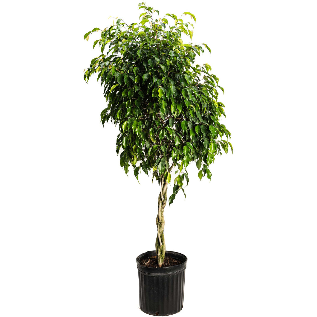 Weeping fig tree with small glossy green leaves and a braided trunk (view 3)