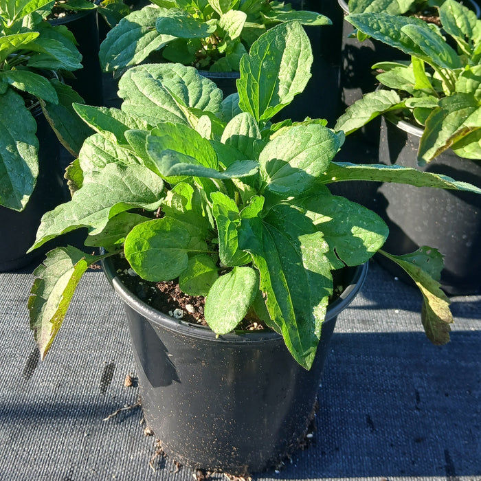 Brown-eyed Susan 'Blackjack Gold'