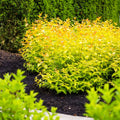 Compact shrub with copper-red and green leaves and small yellow flowers