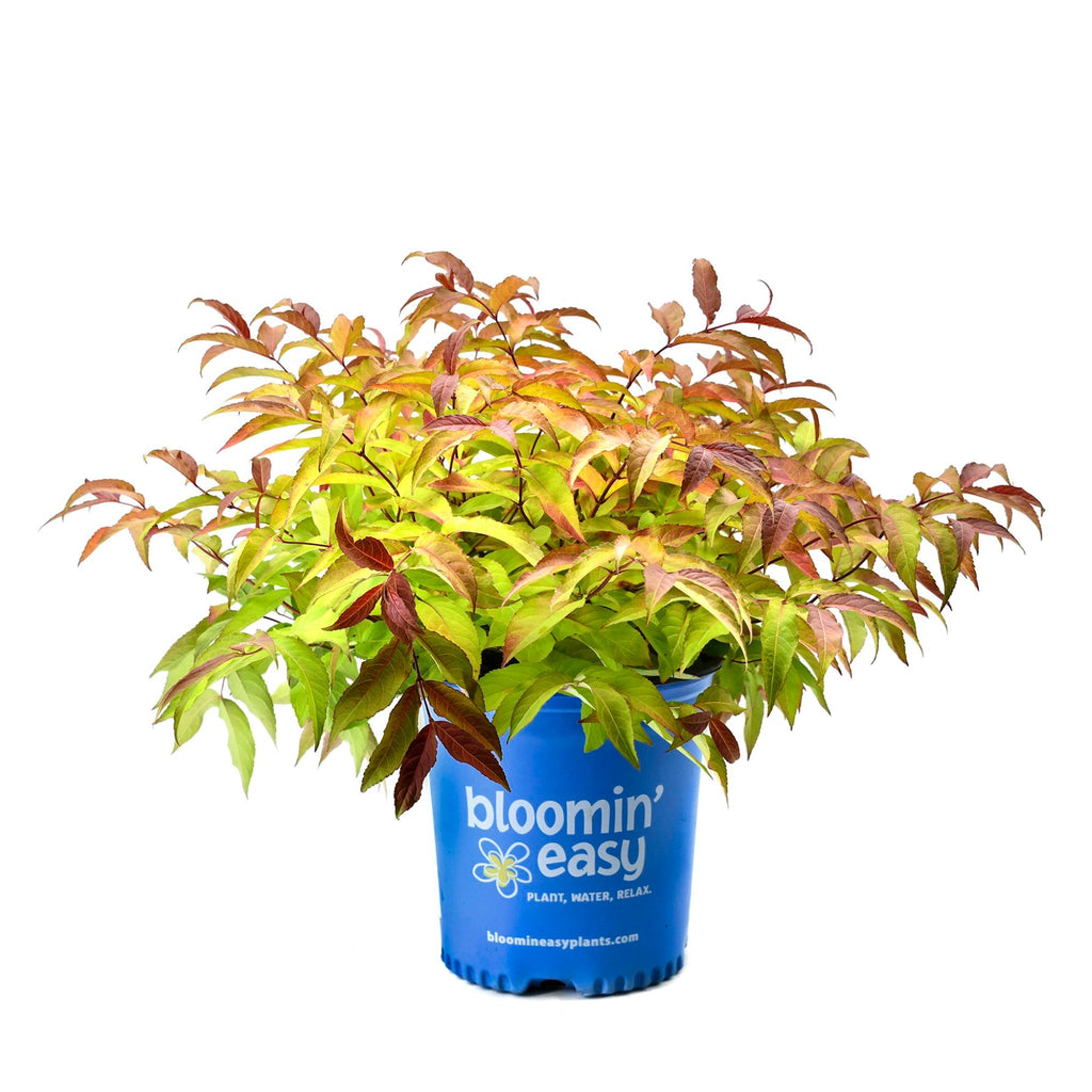 Compact shrub with copper-red and green leaves and small yellow flowers (view 2)