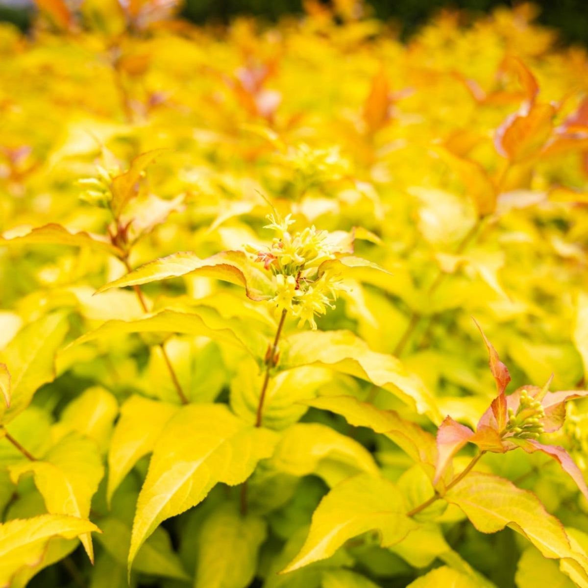 Compact shrub with copper-red and green leaves and small yellow flowers (view 3)