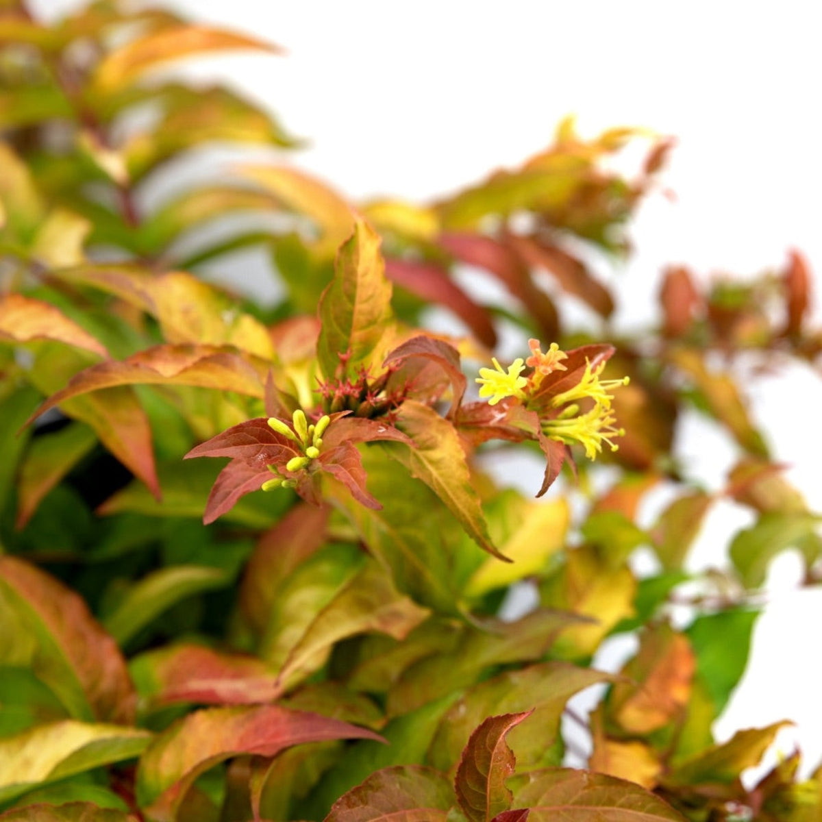 Compact shrub with copper-red and green leaves and small yellow flowers (view 4)