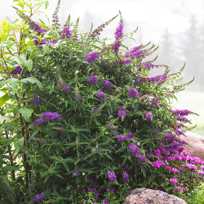 Butterfly Bush 'Black Knight'