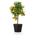 Small citrus tree with glossy leaves and many small round orange fruits