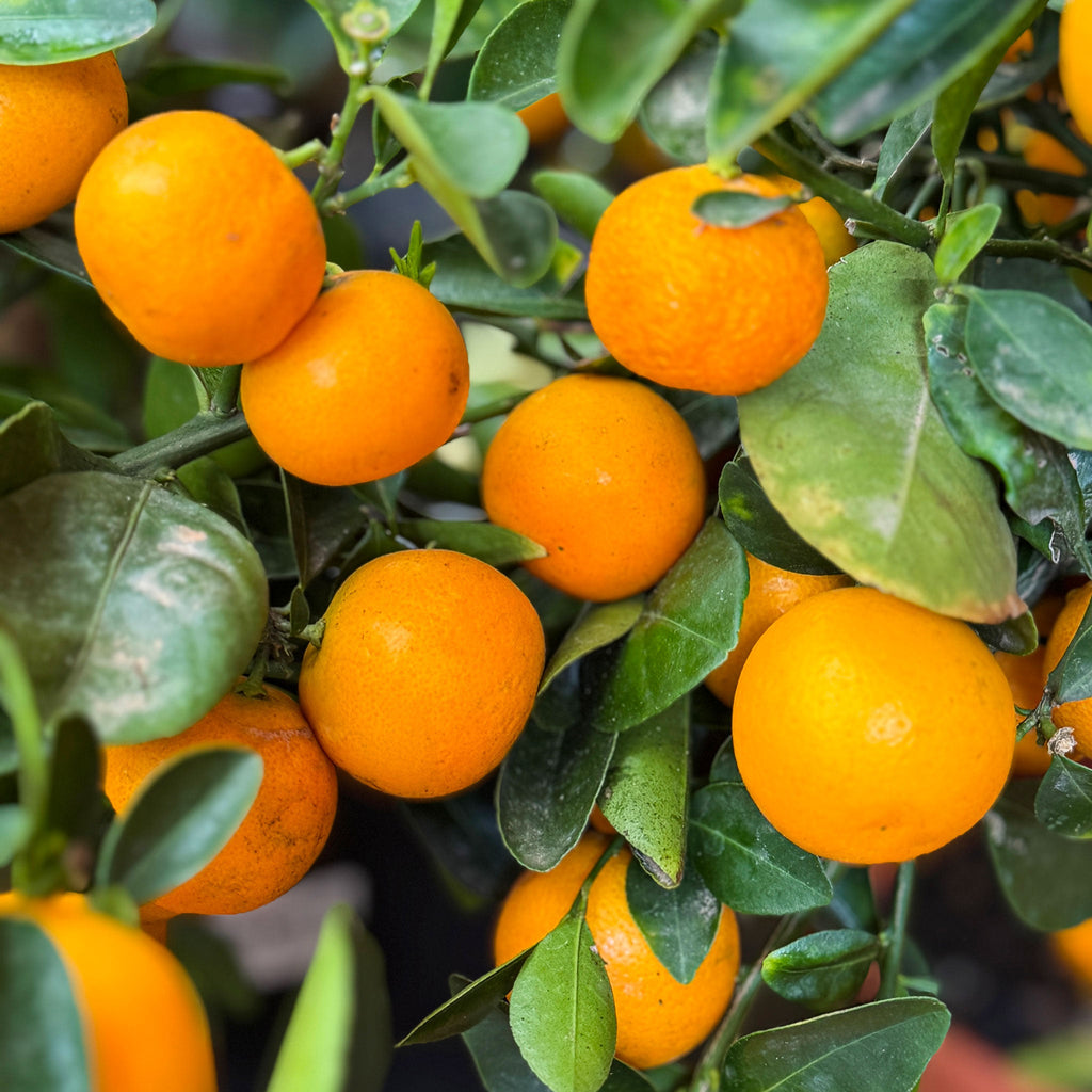 Small citrus tree with glossy leaves and many small round orange fruits (view 2)