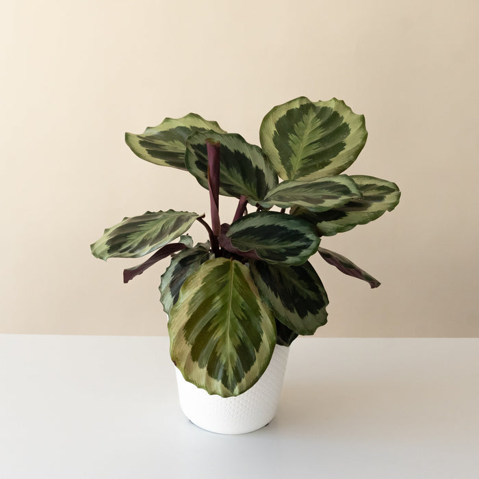 Calathea 'Like a Prayer'